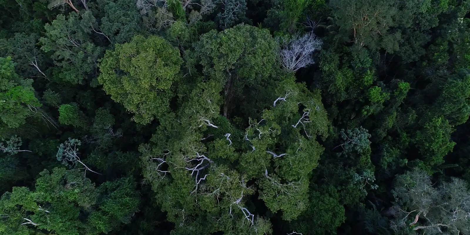 BNDES anuncia entidades escolhidas para recuperar floresta amazônica