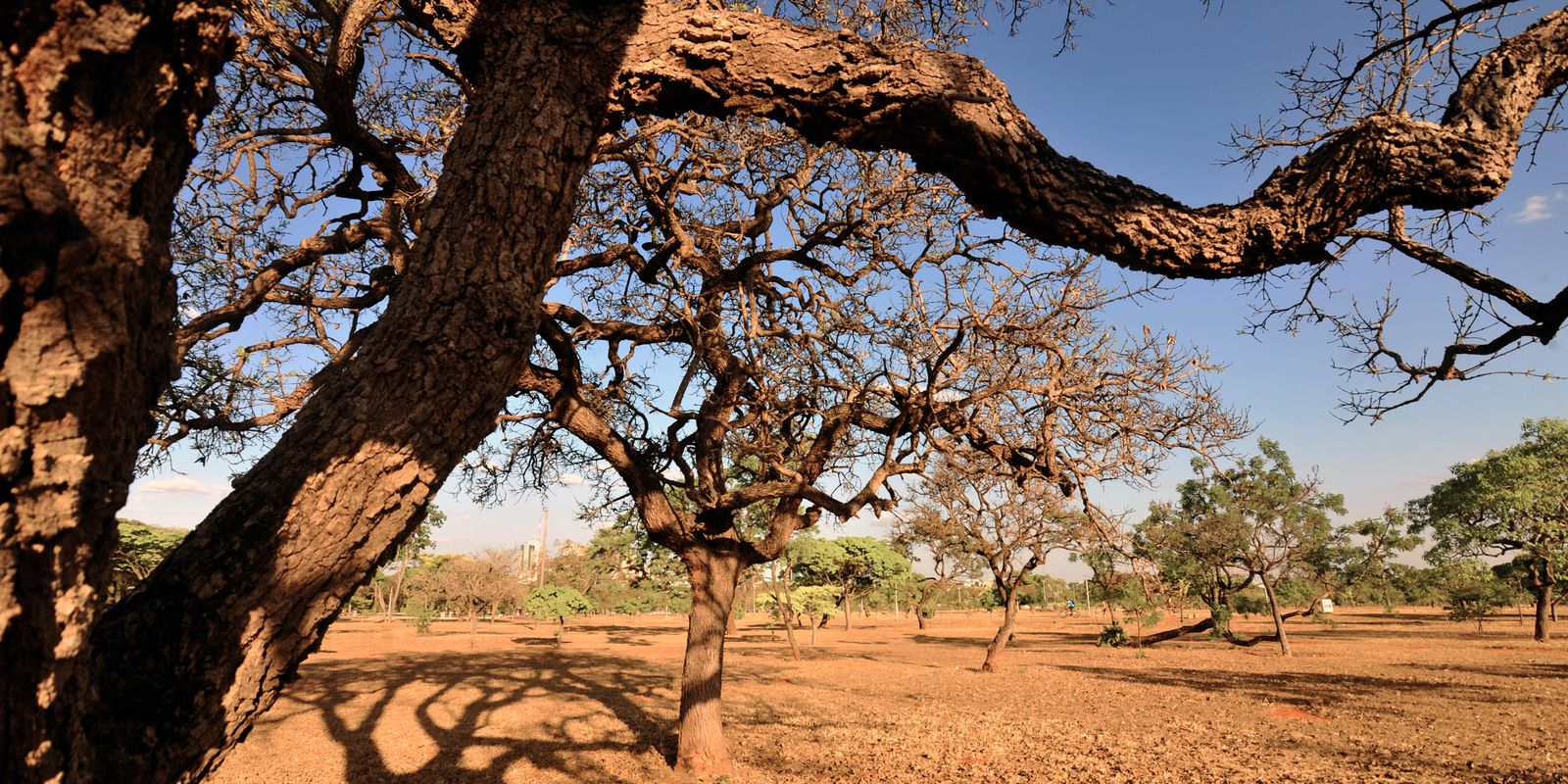 Dia do Meio Ambiente destaca ações de enfrentamento à desertificação