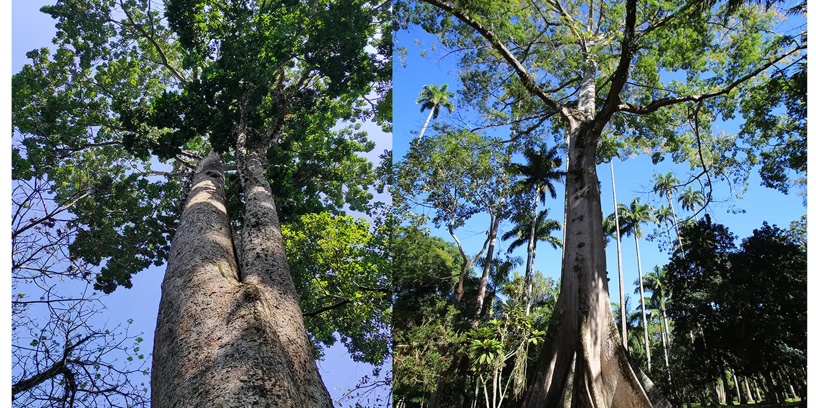 Jardim Botânico planta mudas de cinco espécies em Dia do Ambiente