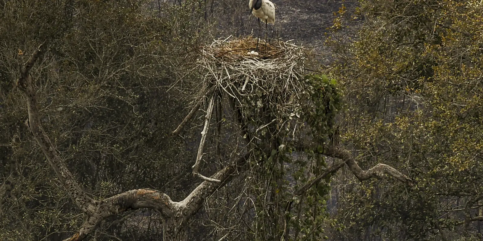 Biólogos minimizam sofrimento de fauna ameaçada pelo fogo no Pantanal