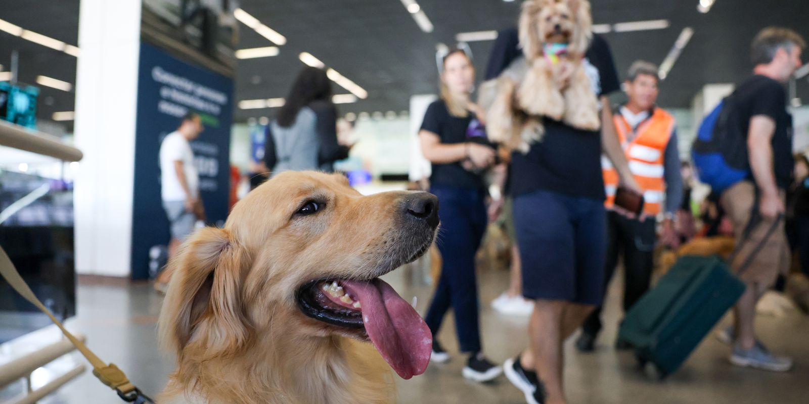 Convívio com animais traz benefícios à saúde física e mental do tutor