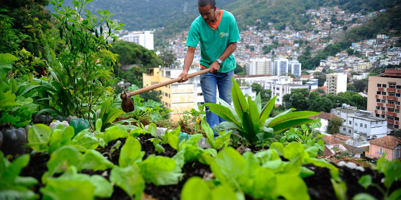 Nova lei pretende estimular a produção de alimentos nas cidades