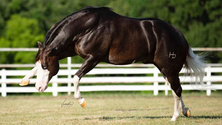 Um dos melhores garanhões do mundo “Inferno 66” é adquirido pelo Monte Sião Haras