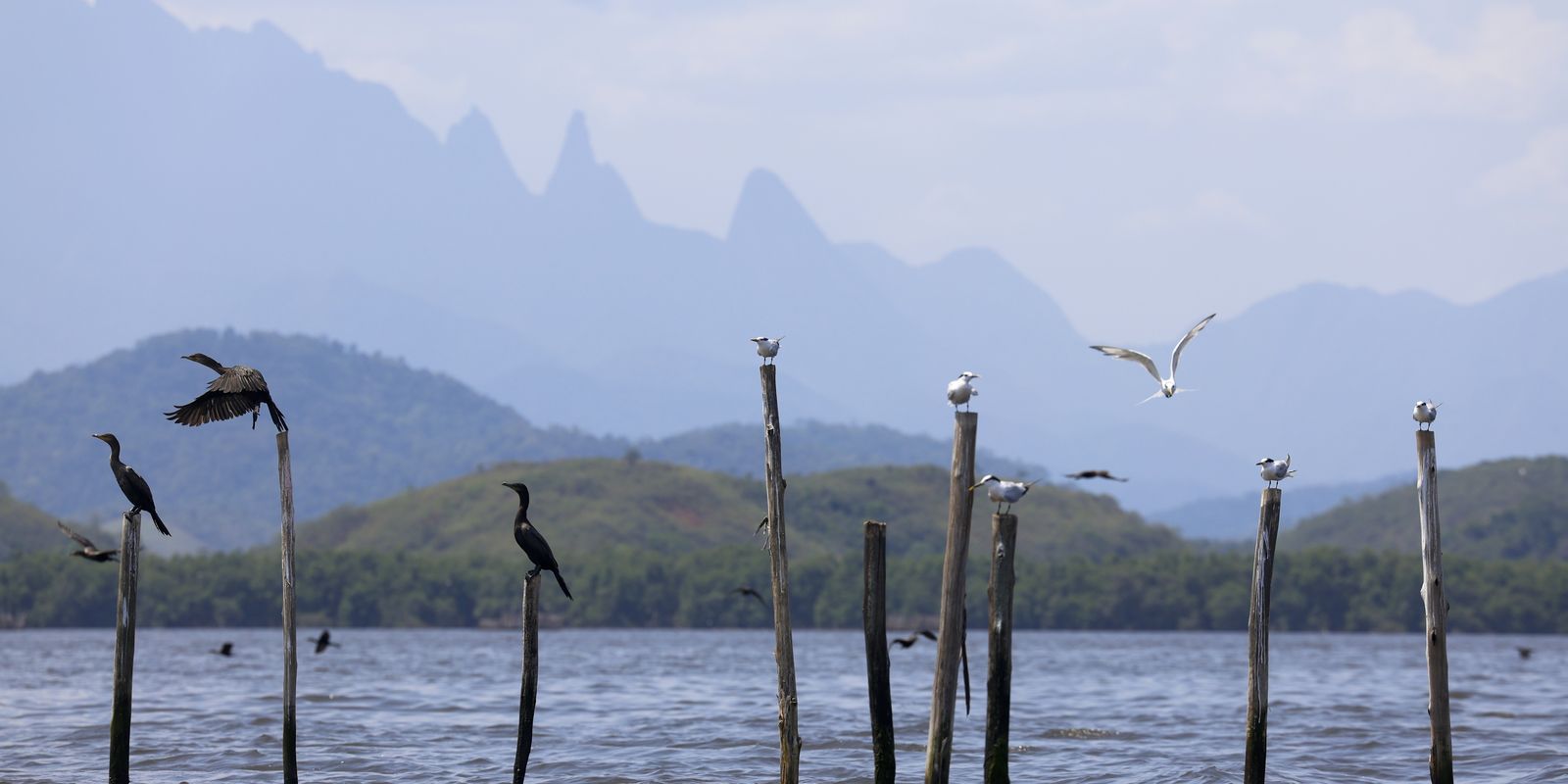 Mangue conservado transforma pescadores em guias de turismo