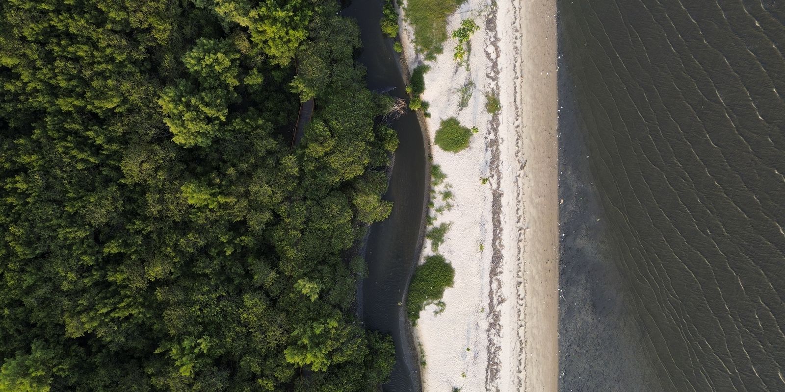 Manguezais têm potencial de gerar R$ 49 bilhões em crédito de carbono