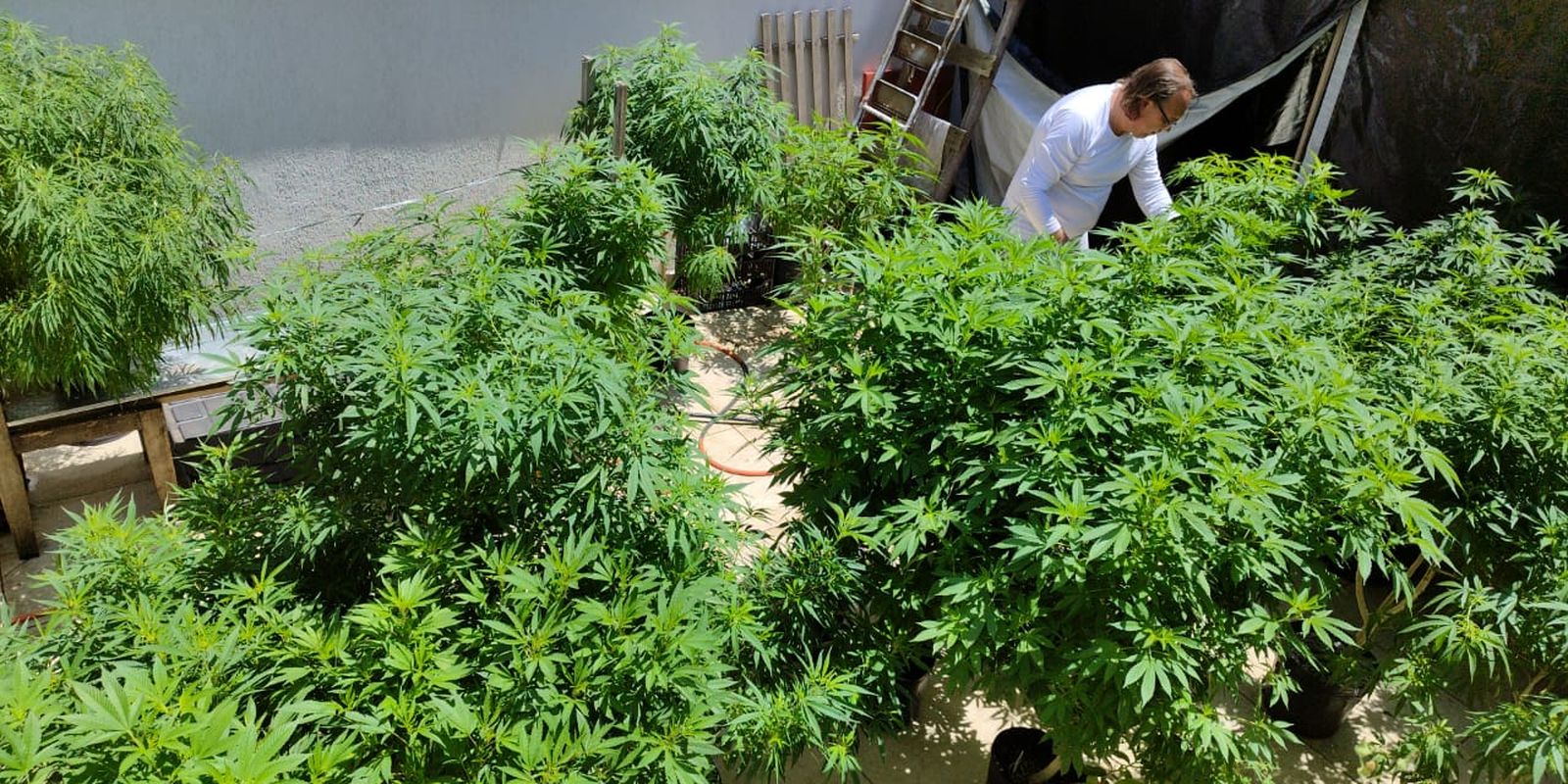 Anvisa fará consulta pública para atualizar regulamentação da cannabis