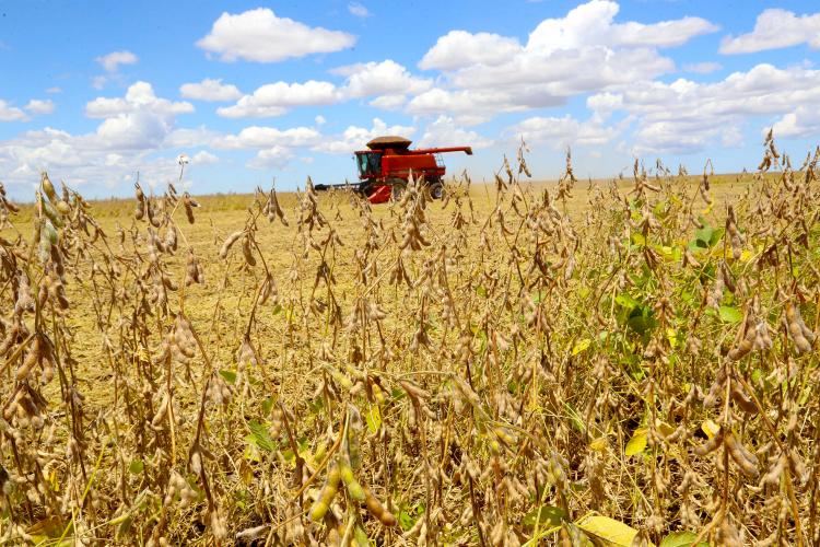 Commodities agrícolas em alta, com soja acompanhando recuperação em Chicago