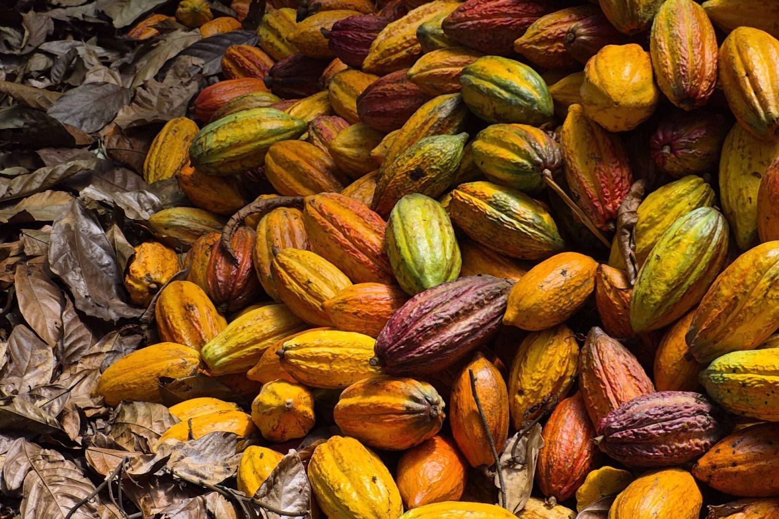 Até o preço de seu chocolate pode sofrer com El Niño