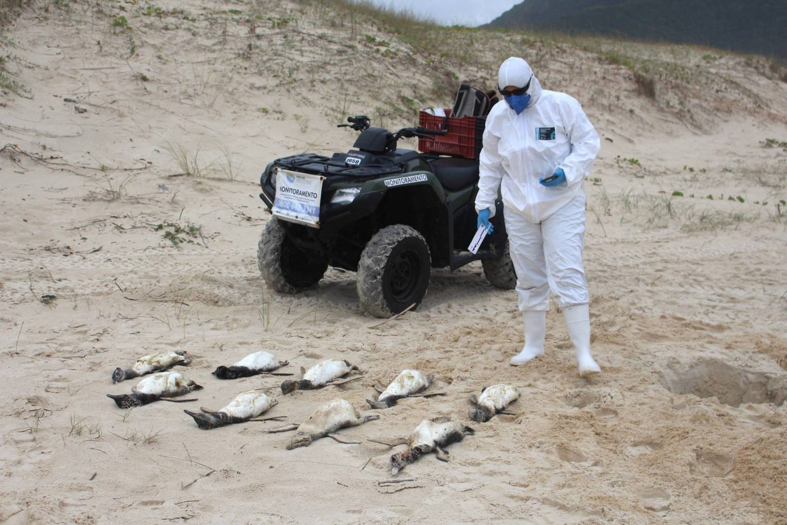 Em dois meses, 796 pinguins são encontrados mortos nas praias de Florianópolis