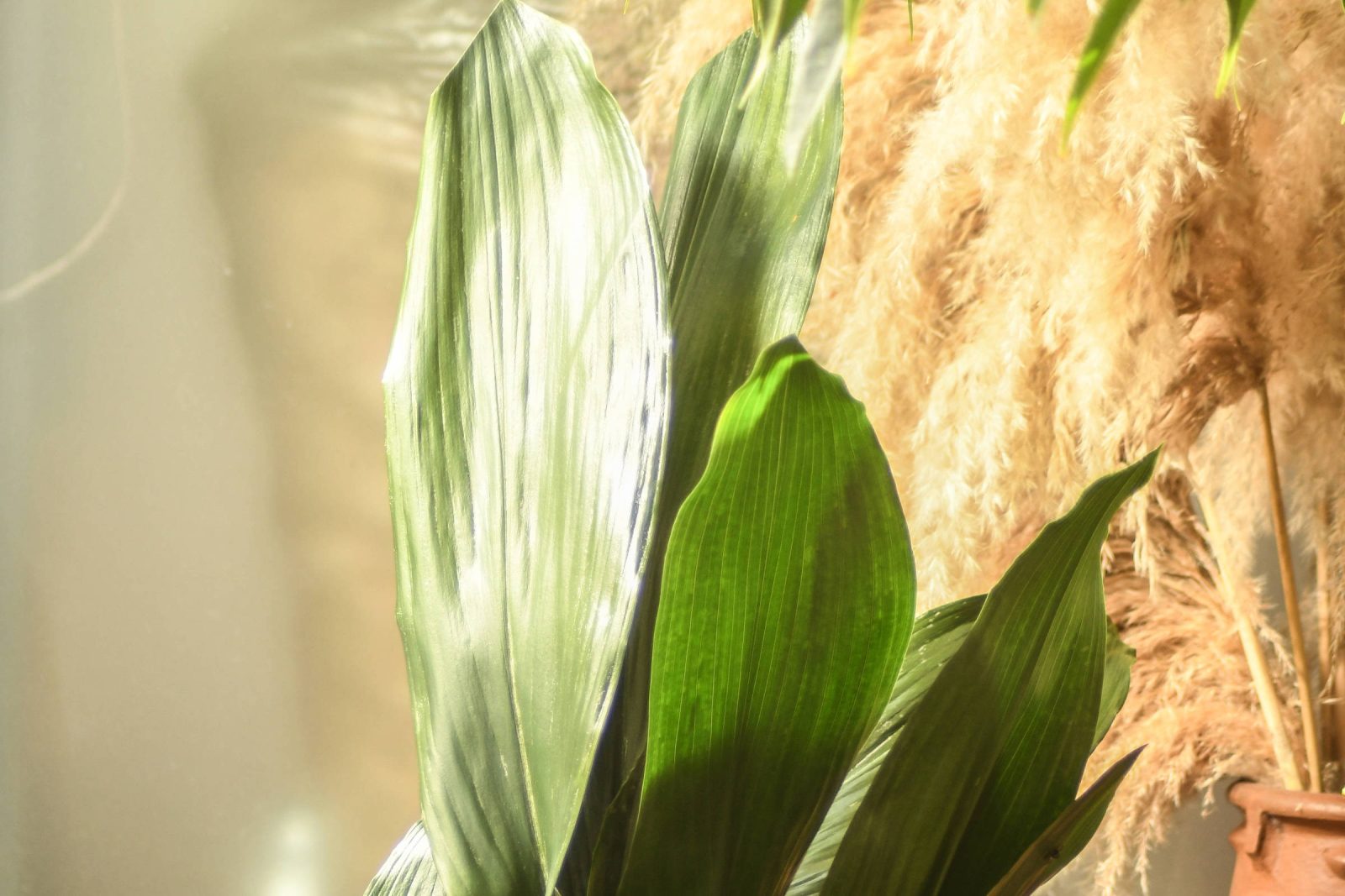 Como cuidar de Aspidistra elatior