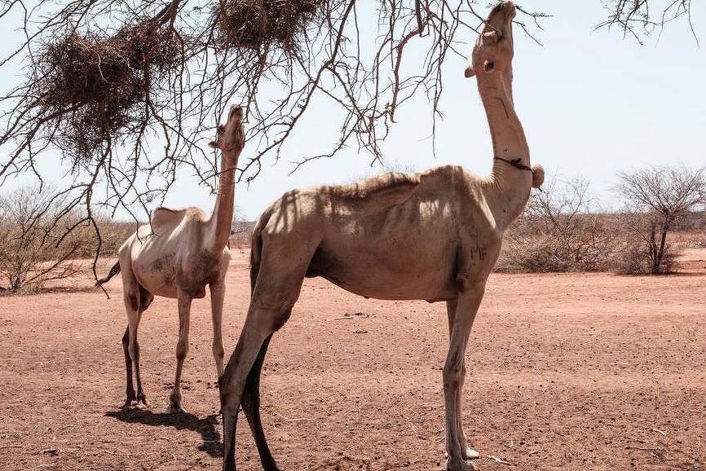 Nem camelos aguentam mais o calor extremo nos desertos da África: ‘Ficam com bolhas nas patas e sem pelo’